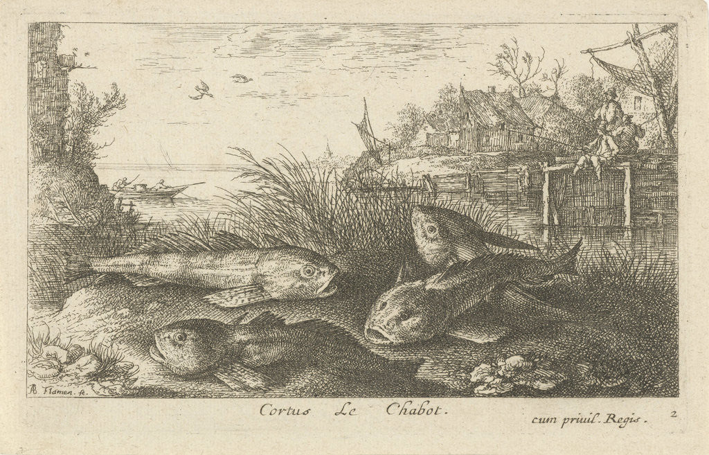Detail of Chub, Squalius cephalus on a riverbank by Jacques van Merlen