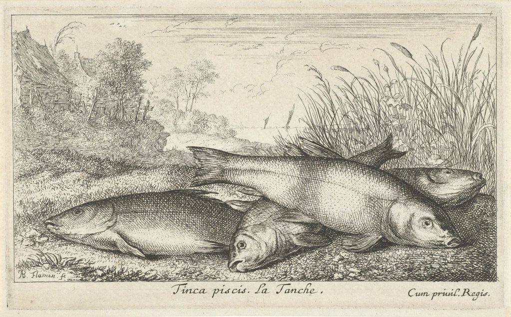 Detail of Four tench on a river bank by Lodewijk XIV