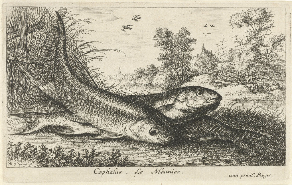 Detail of Three chub, Squalius cephalus, on a riverbank by Louis XIV King of France