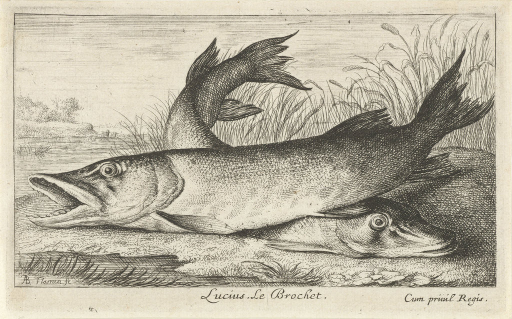 Detail of Two pike on a riverbank by Louis XIV King of France