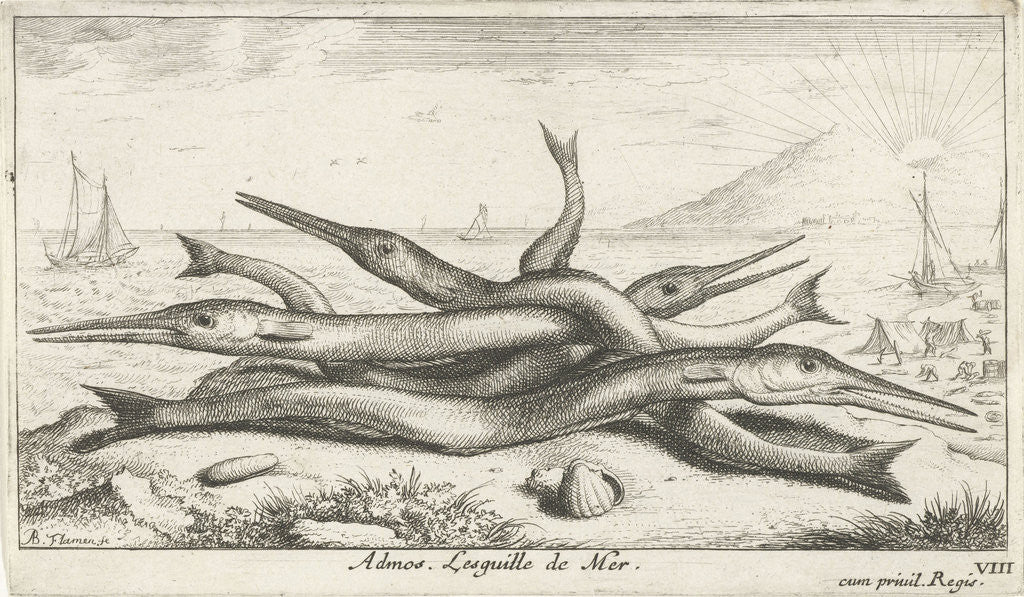 Detail of Needlefish, Belonidae on the beach by Lodewijk XIV
