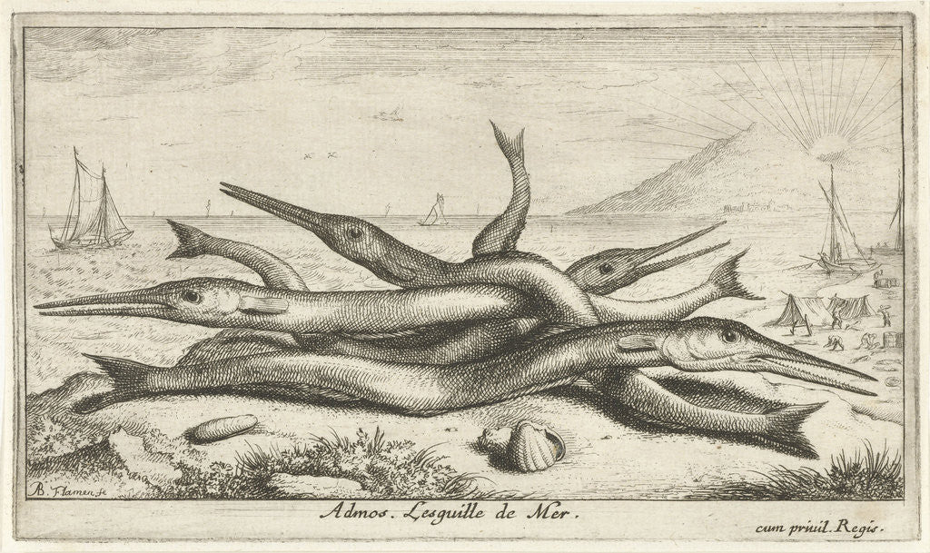 Detail of Gars on the beach by Lodewijk XIV