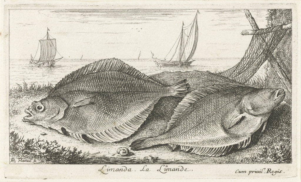 Detail of Two dabs on the beach by Dudley Carlton