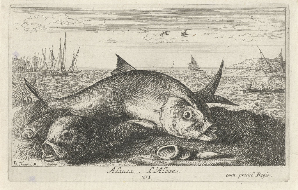 Detail of Two Twaite shads on the beach by Albert Flamen