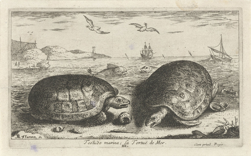 Detail of Two turtles on the beach by Albert Flamen