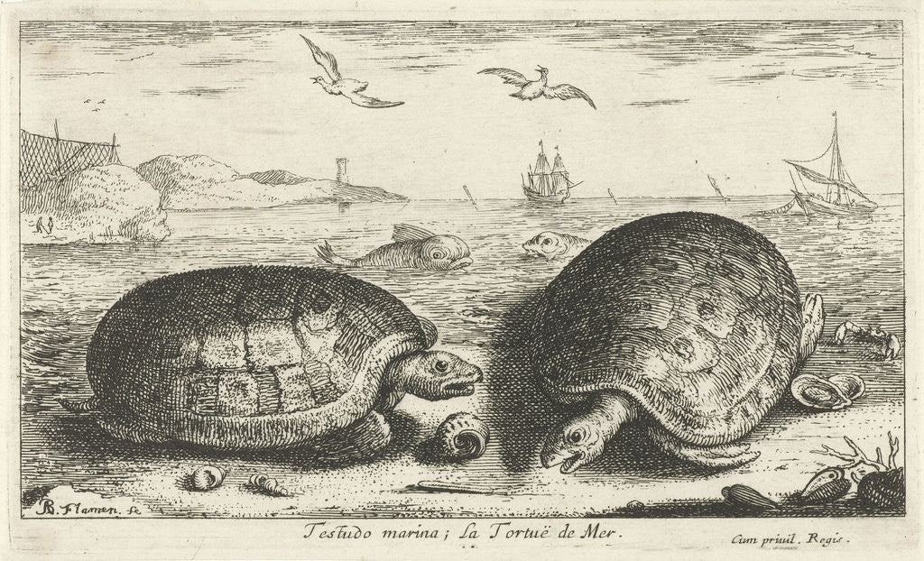 Detail of Two turtles on the beach by Albert Flamen