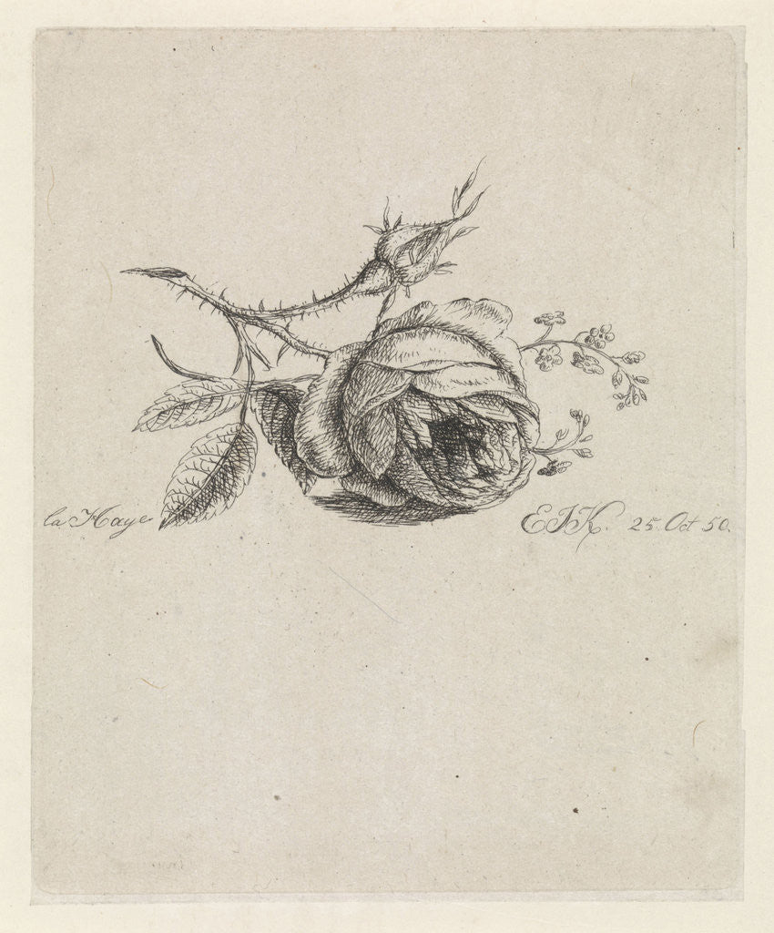 Detail of A rose and forget-me-nots by Elisabeth Johanna Koning