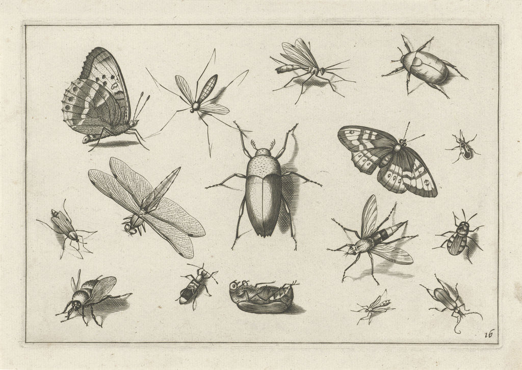 Detail of Insects by Claes Jansz. Visscher II