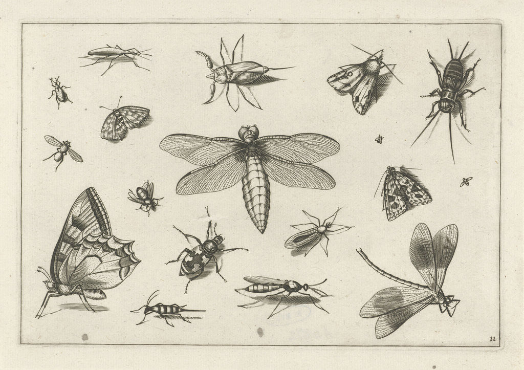 Detail of Insects by Claes Jansz. Visscher II