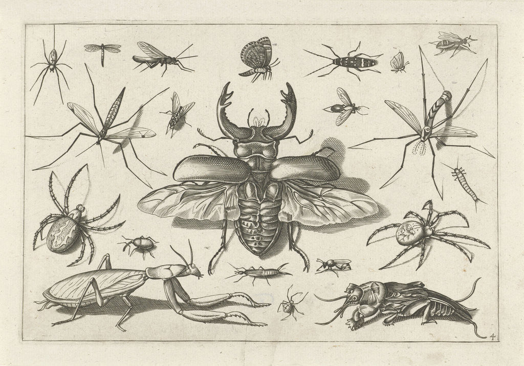 Detail of Insects by Claes Jansz. Visscher II