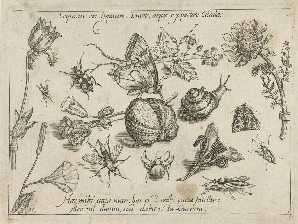 Detail of Insects, flowers and a snail around a walnut by Joris Hoefnagel