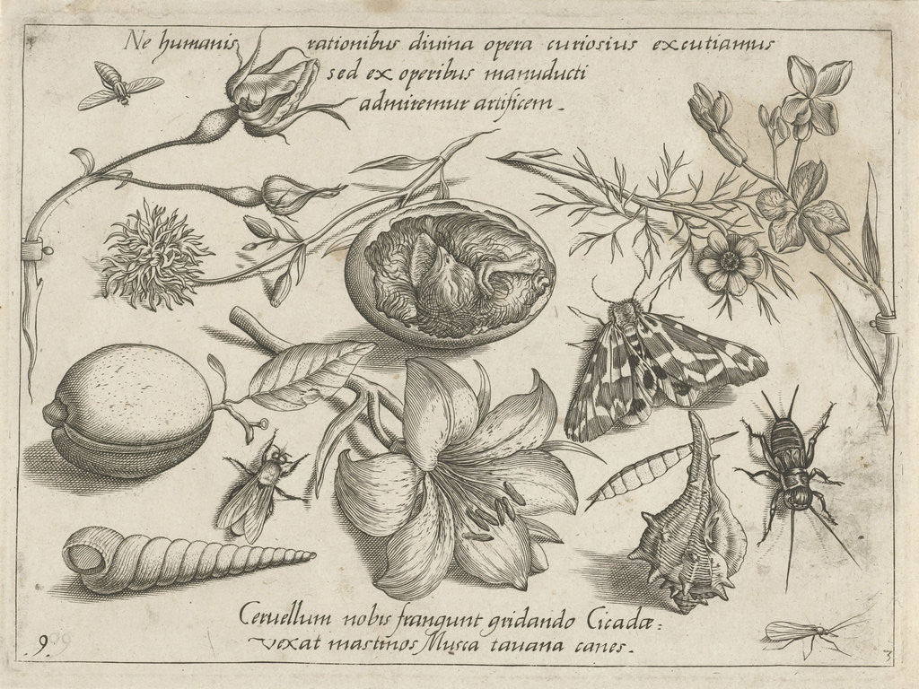 Detail of Insects, plants and shells around a chick in an egg by Joris Hoefnagel