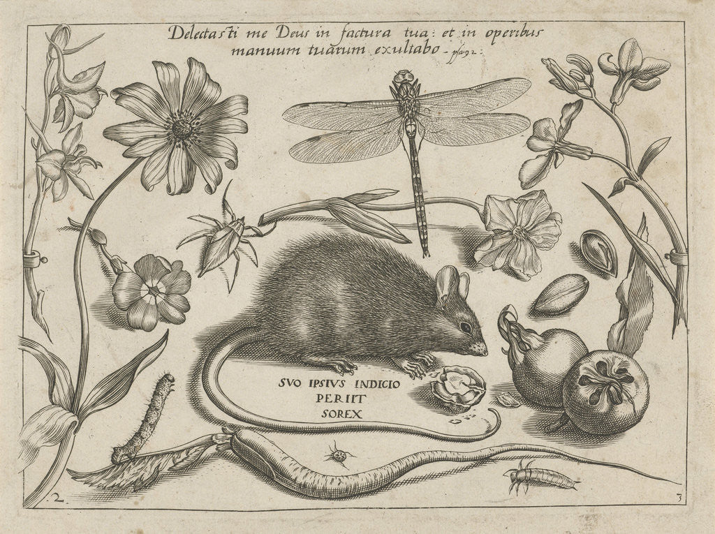 Detail of insects, plants and fruits around a rat by Christoph Weigel