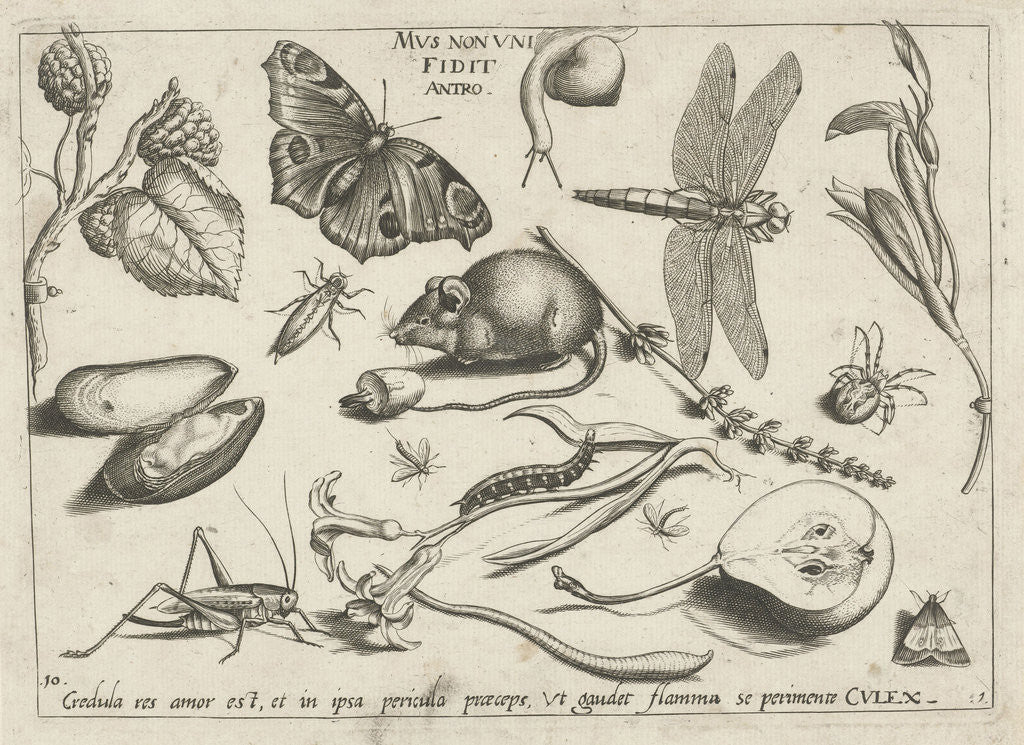 Detail of Animals, plants and fruits around a mouse by Joris Hoefnagel
