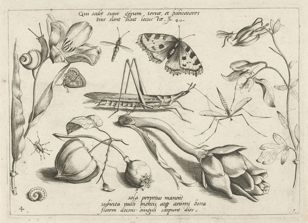 Detail of Animals and plants around a grasshopper and a artishock by Joris Hoefnagel