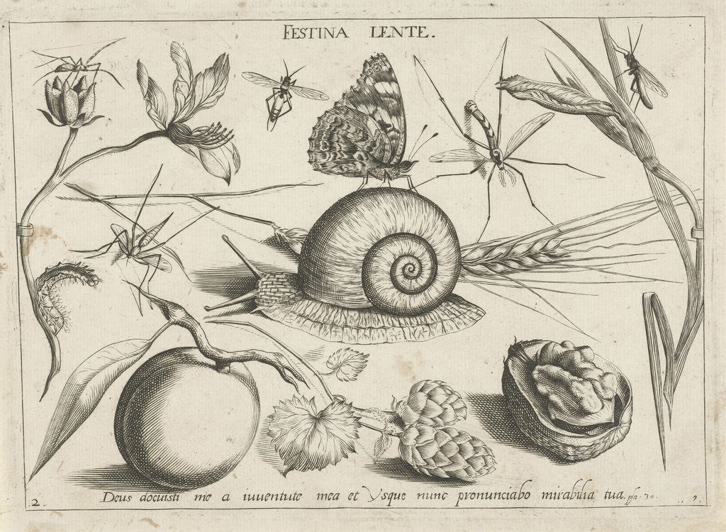Detail of Animals, plants and fruits around a snail by Christoph Weigel