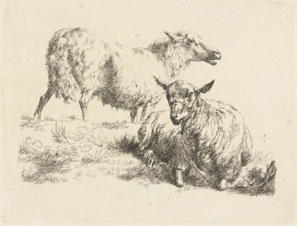 Detail of Lying sheep with halter and a standing sheep by Anonymous