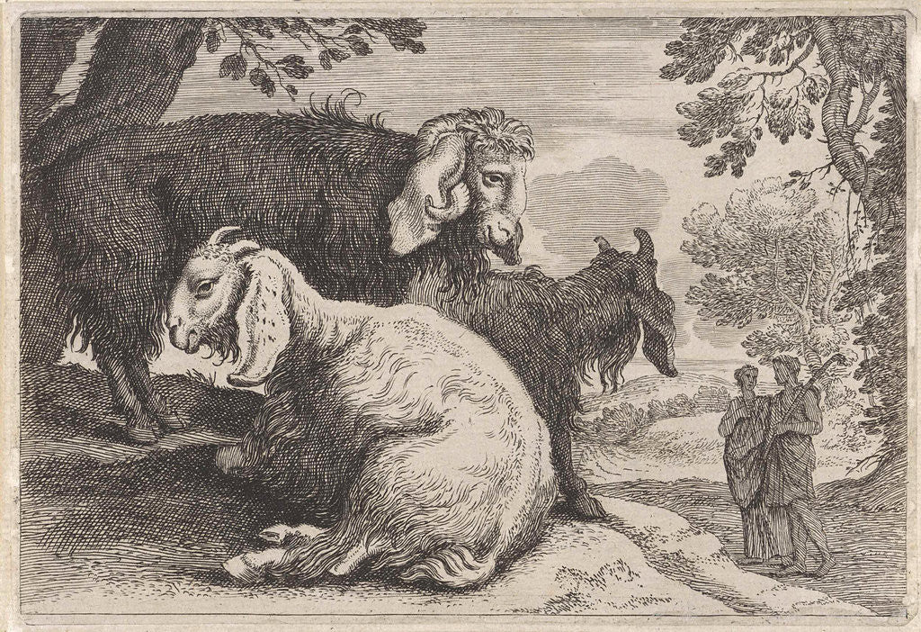 Detail of Angora sheep by Herman van Swanevelt