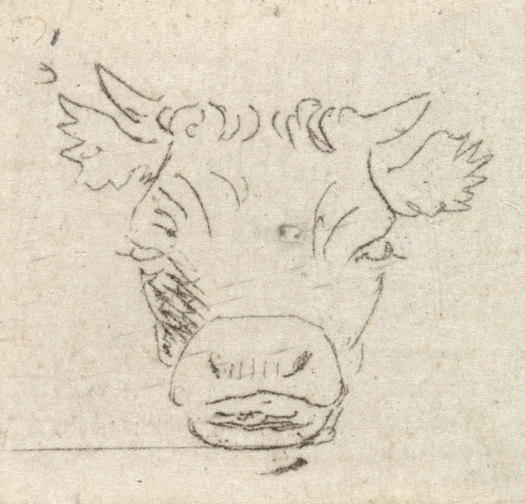Detail of Calf's head, from the front by Pieter Janson