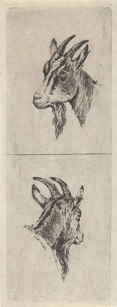Detail of Bucks head by Pieter Janson