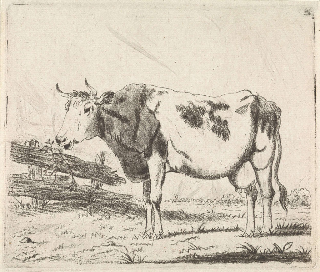 Detail of Cow at fence by Pieter Janson