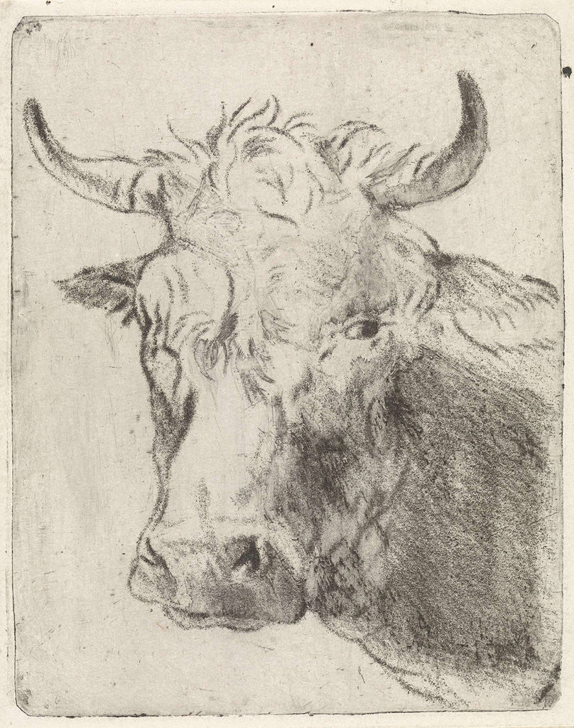 Detail of Ox head, left by Pieter Janson