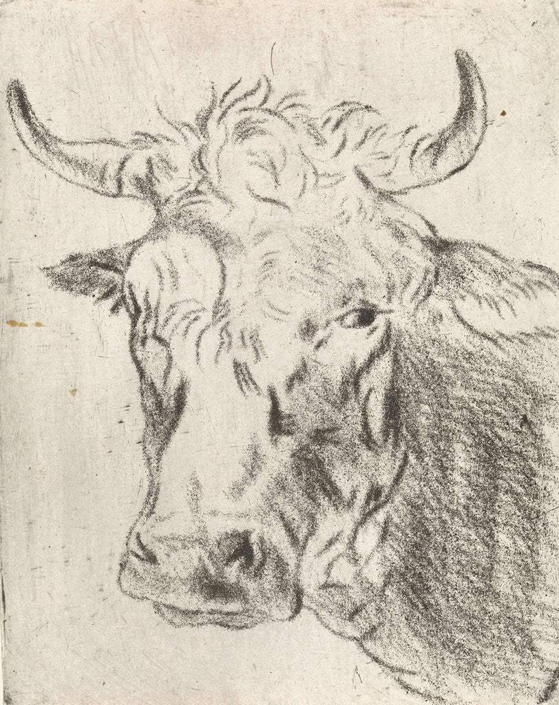 Detail of Ox head, left by Pieter Janson
