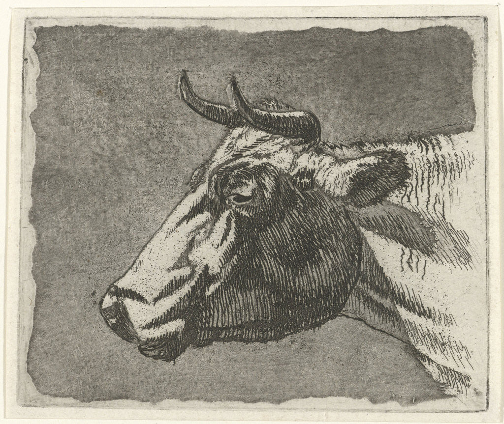 Detail of cow by Johannes Janson