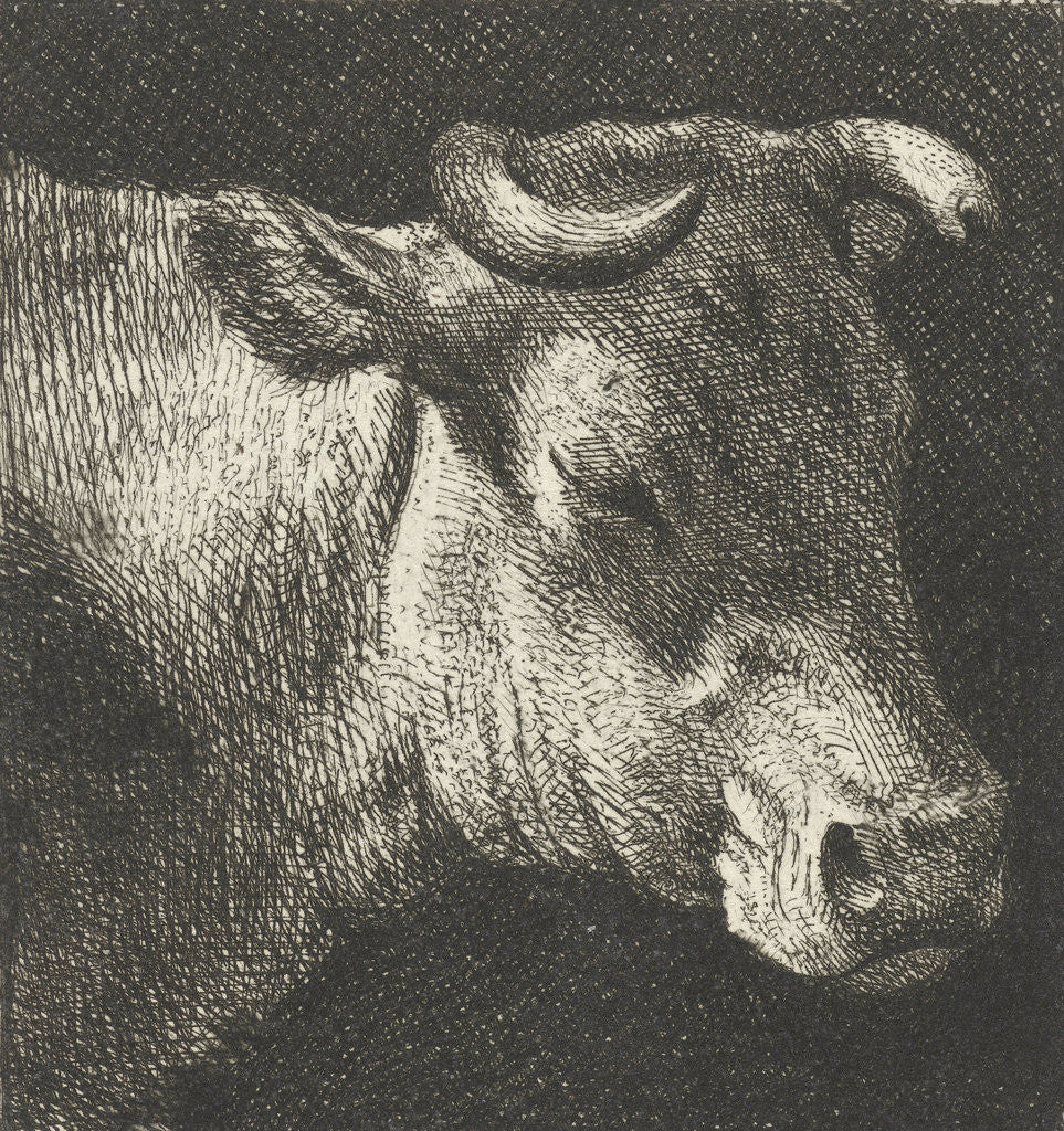 Detail of cow right by Simon Andreas Krausz