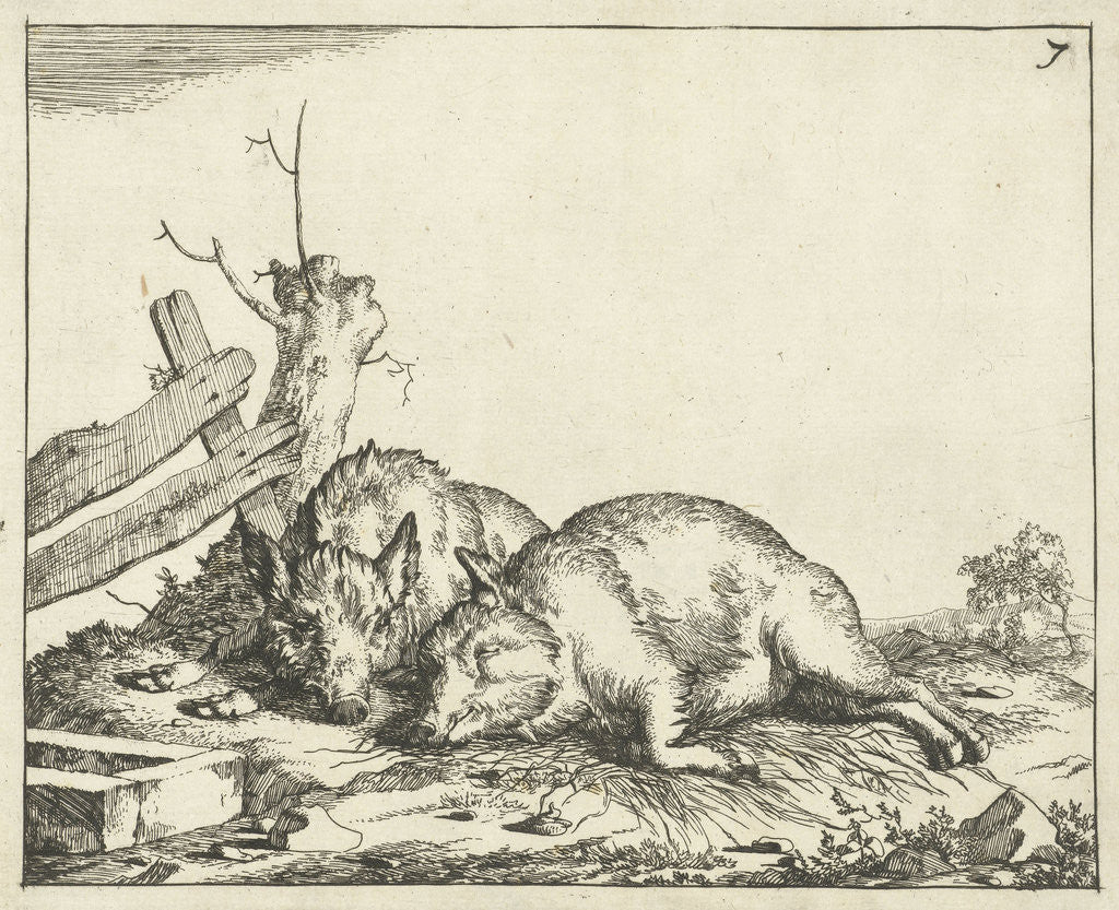 Detail of Two pigs lying near a fence by Paulus Potter