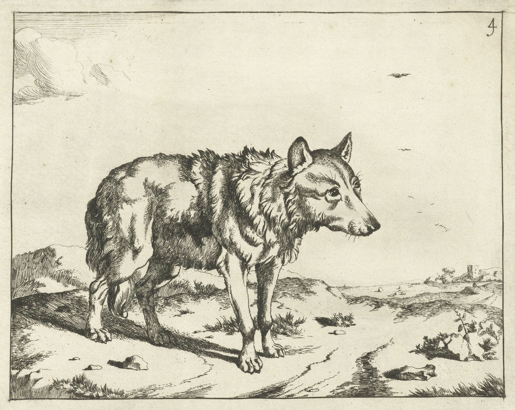 Detail of Standing wolf, and profil by Paulus Potter