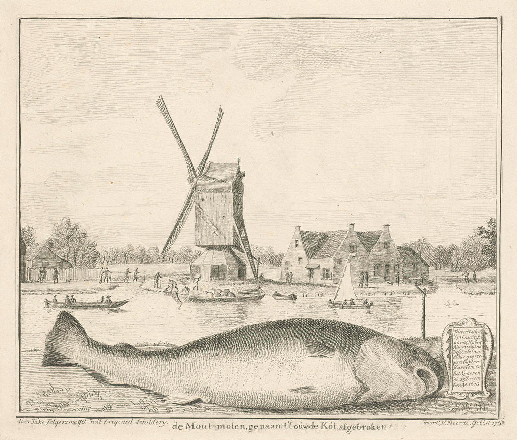 Detail of Cod caught in 't Spaarne by Cornelis van Noorde