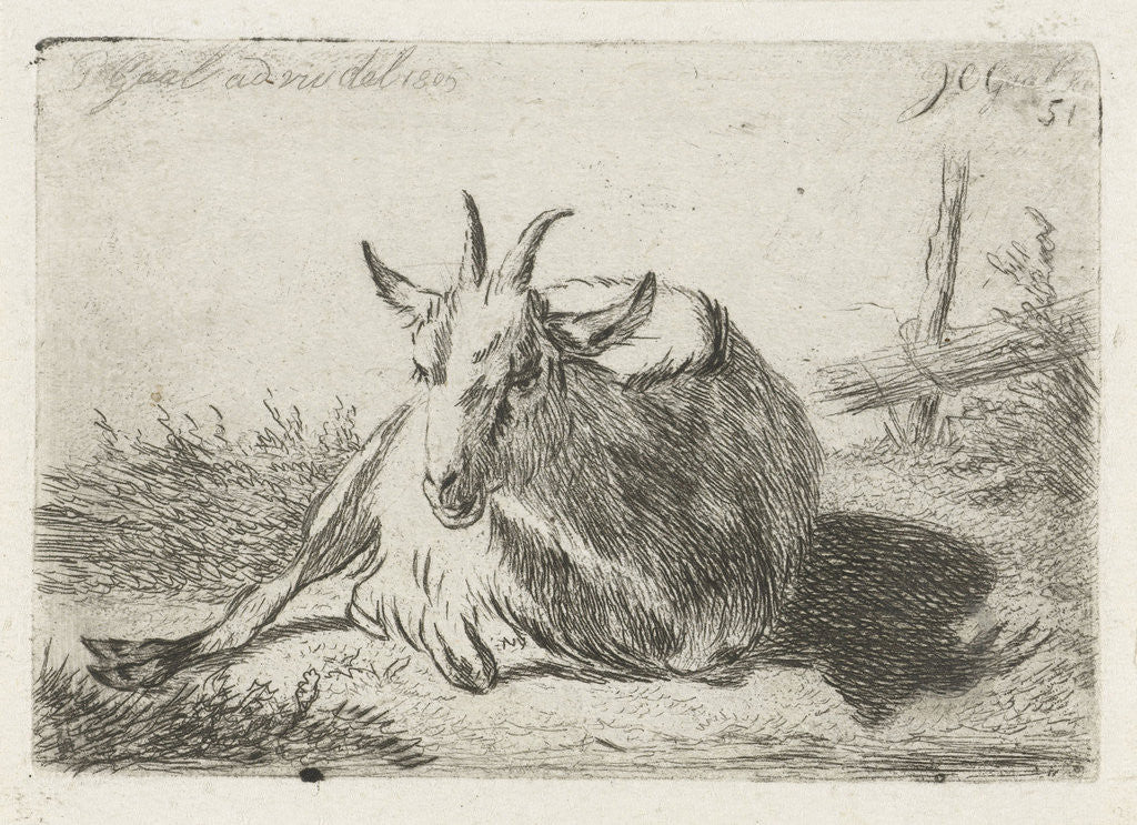 Detail of Lying goat, left by Jacobus Cornelis Gaal