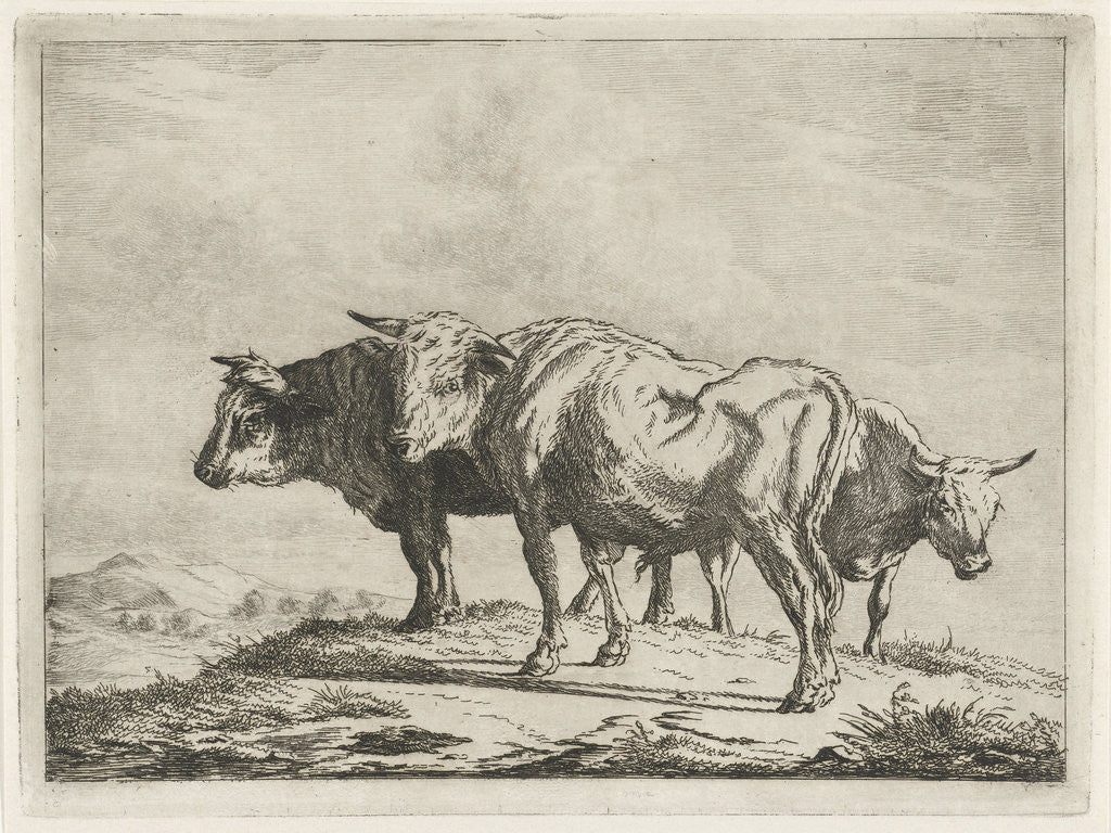 Detail of Three oxen by Pieter Gaal