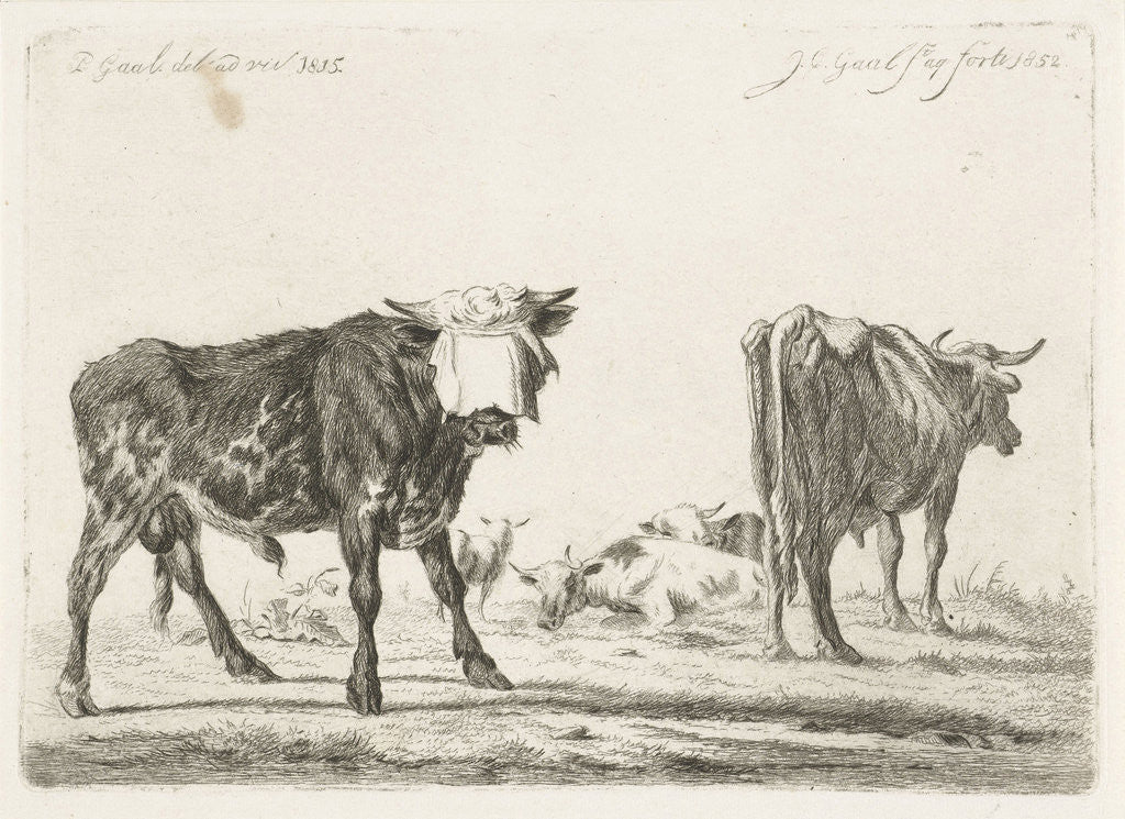 Detail of Blindfolded bull to herd cattle by Jacobus Cornelis Gaal