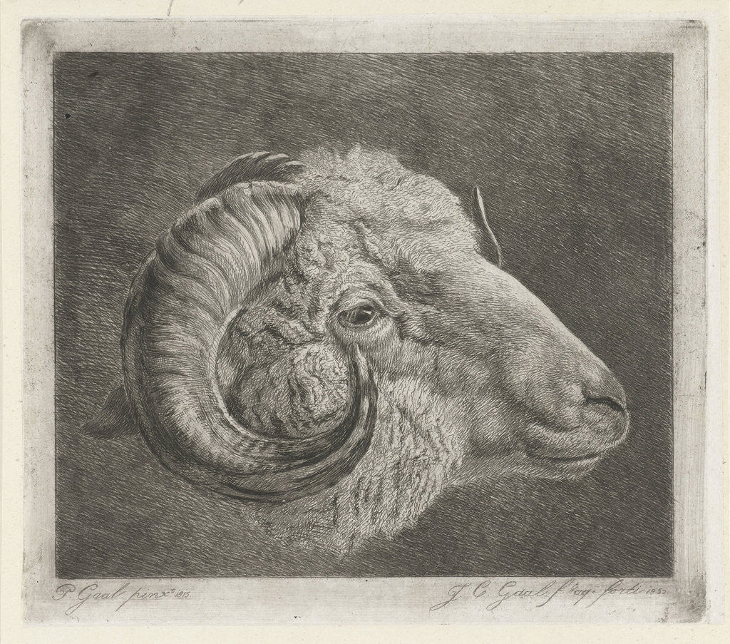 Detail of Head of a ram to the eye curved horn by Pieter Gaal