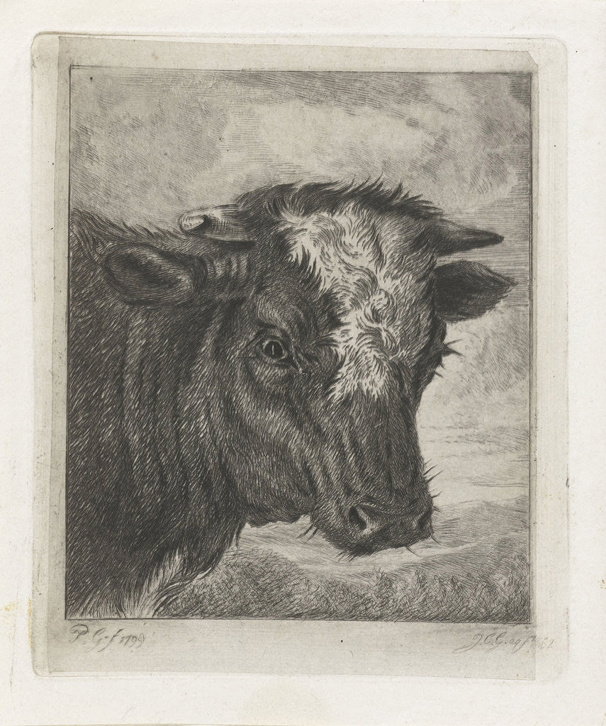 Detail of Head of a cow with white kol by Jacobus Cornelis Gaal