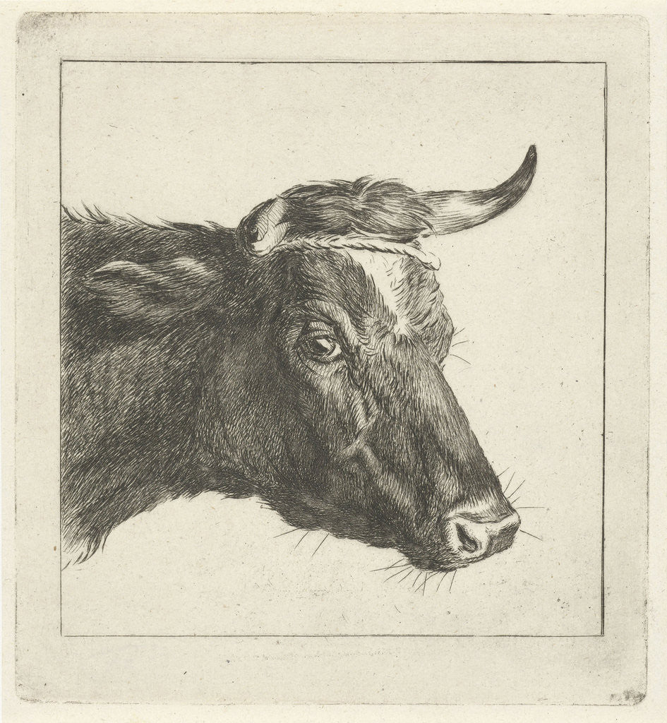 Detail of Head of a cow with rope to the horns by Pieter Gaal