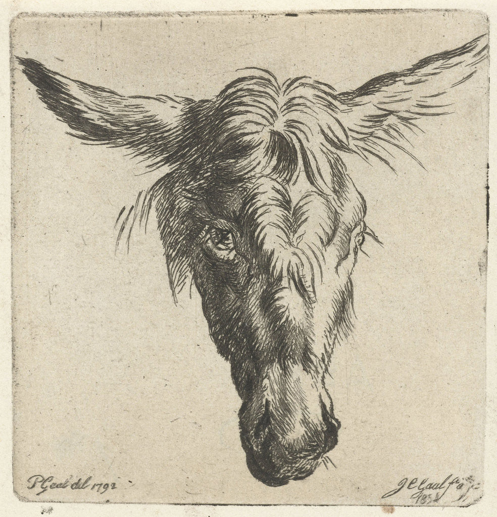 Detail of Head of a donkey by Nicolaes Pietersz. Berchem