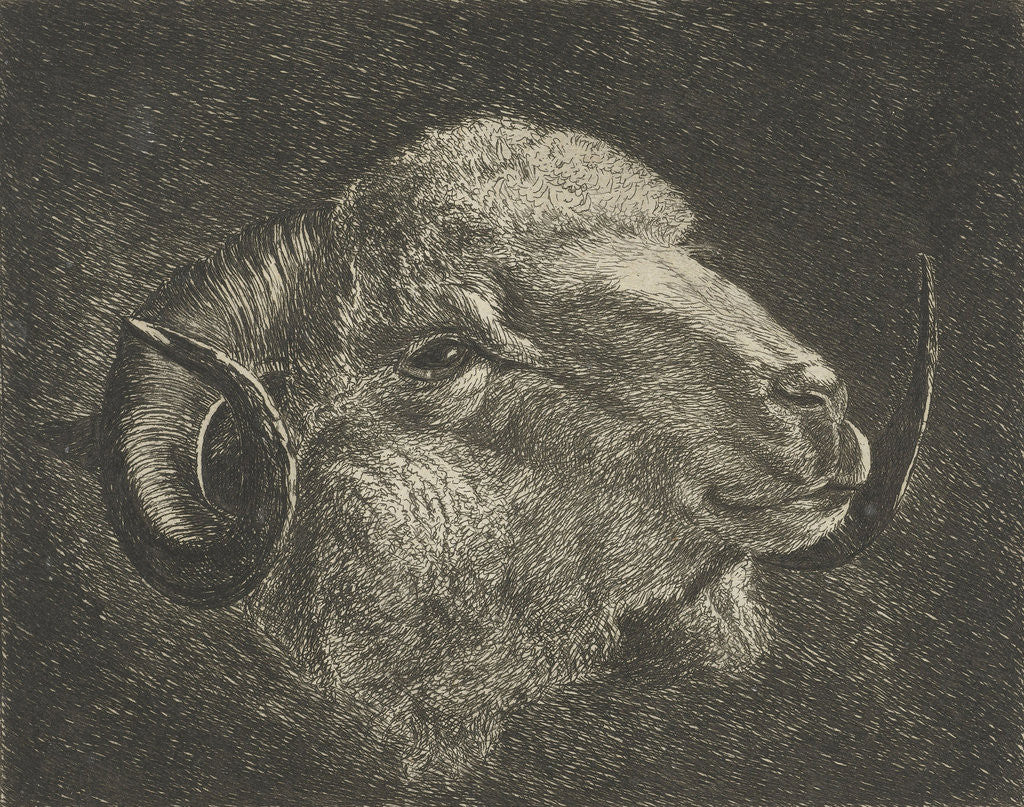 Detail of Head of a ram with twisted horns backward by Jacobus Cornelis Gaal
