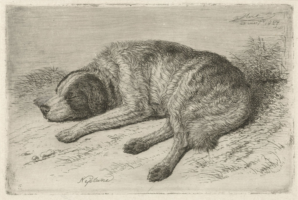 Detail of Sleeping dog left by Johannes Mock