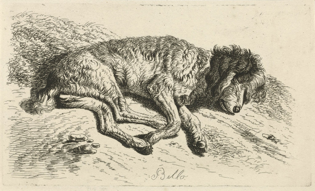 Detail of Sleeping dog by Johannes Mock