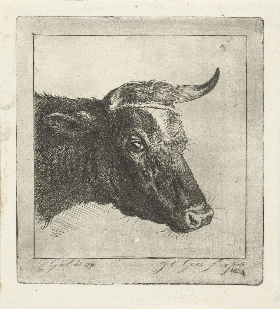 Detail of Head of a cow with rope to the horns by Jacobus Cornelis Gaal