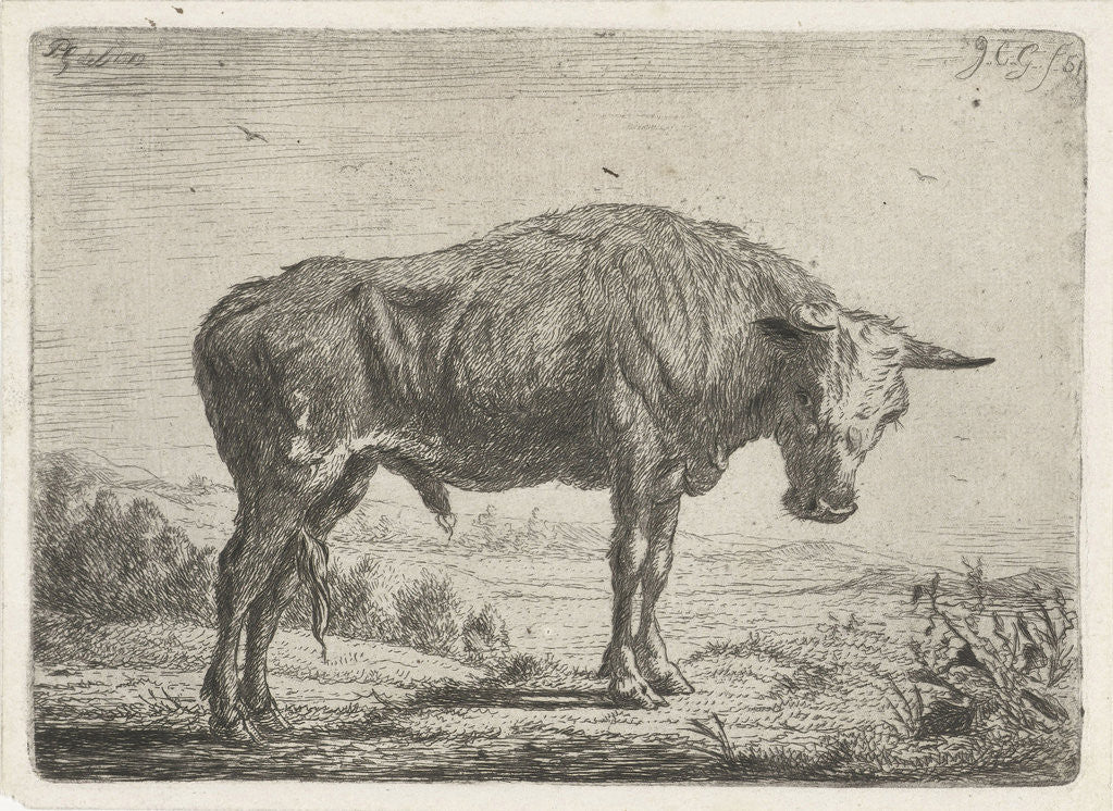 Detail of Standing bull by Jacobus Cornelis Gaal