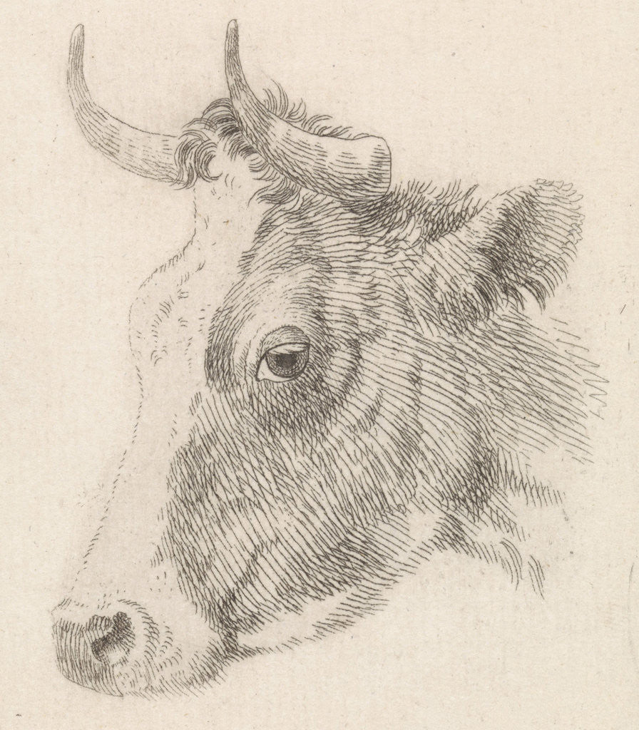 Detail of Head of a bull by Dirk van Oosterhoudt