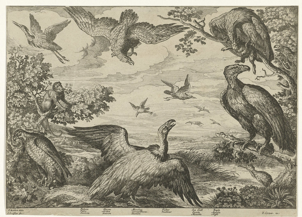 Detail of Various birds and a monkey by Edward Cooper
