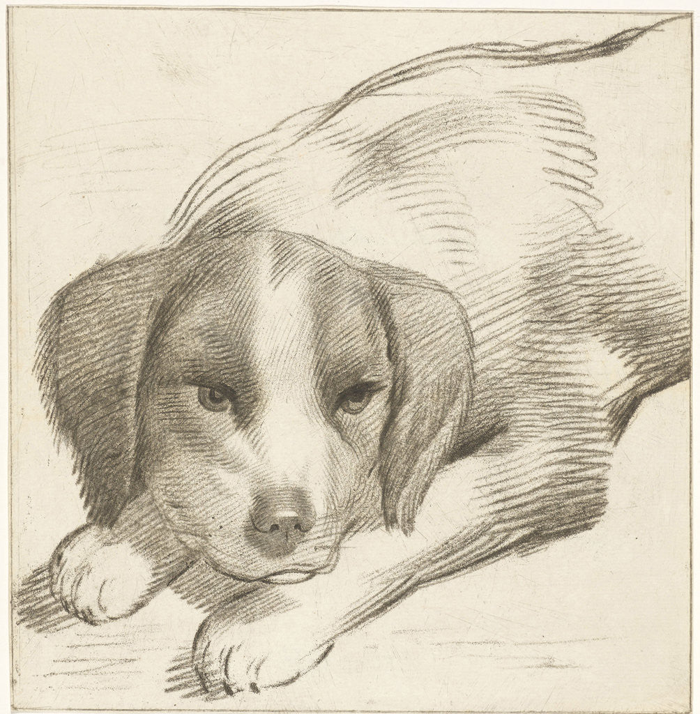 Detail of Lying dog by Cornelis Visscher II