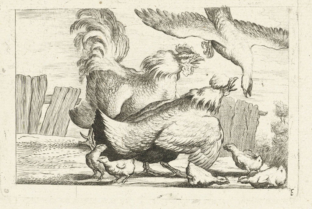 Detail of Falcon, group of chickens, chicks by Peter Casteels III