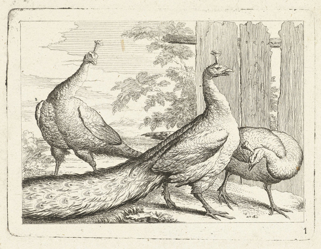 Detail of Three peacocks by Peter Casteels III
