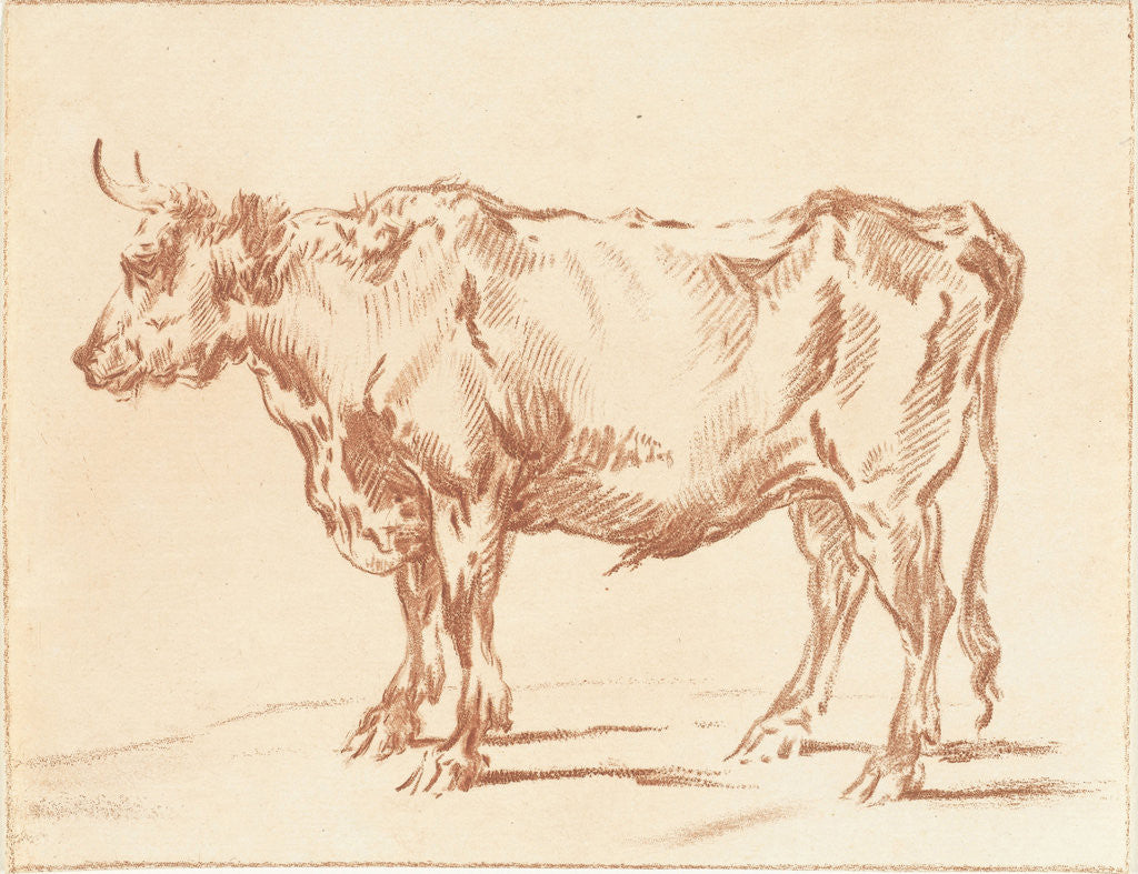 Detail of Standing ox by Paulus Potter